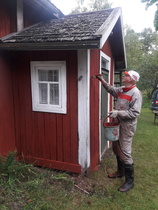 Helinin torpan pihalla viime kesänä keitetty punamulta riitti vallan hyvin, kun Asko Mäki-Tanila maalasi torpan seinään uutta punaista pintaa. Sadekuurotkaan eivät maalaria haitanneet ja valmista tuli.